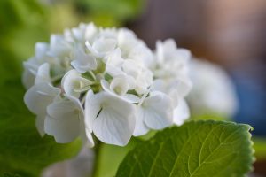 flower-8094368_1280