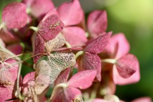 hydrangeas-9179924_1280