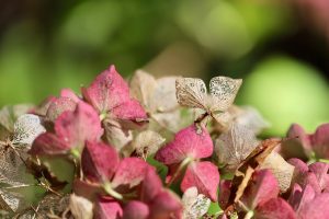hydrangeas-9179925_1280