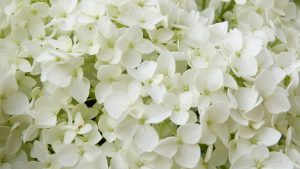 white-flowers-2465604_1280
