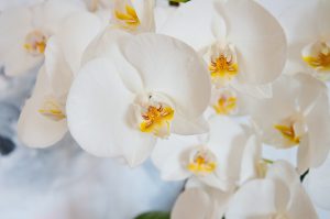 flower-3992392_1280