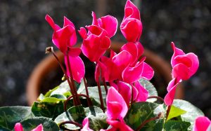 cyclamen-4561214_1280
