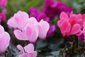 flowers-6680761_1280