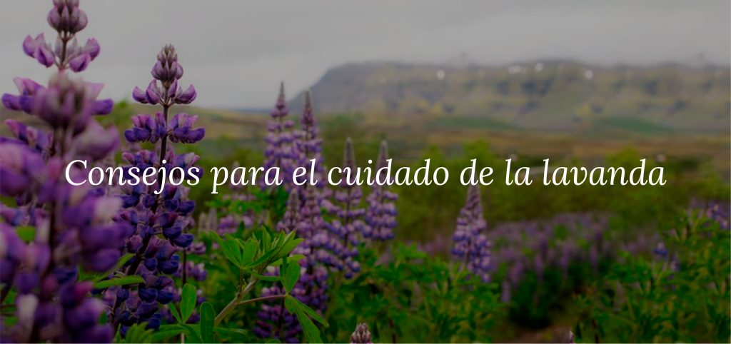 baner 2-18