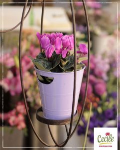 Violeta de los Alpes