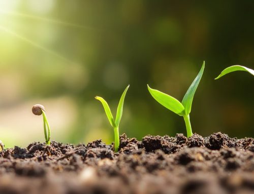 Cuidados de plantas: todo lo que necesitas
