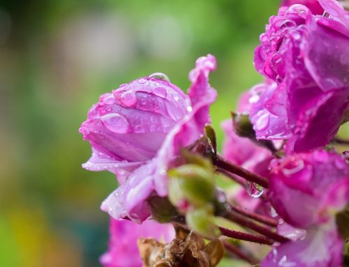 Si llueve o hay elecciones… que no falten las flores